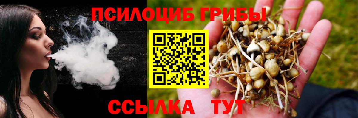 Псилоцибиновые грибы Psilocybe Новый Уренгой